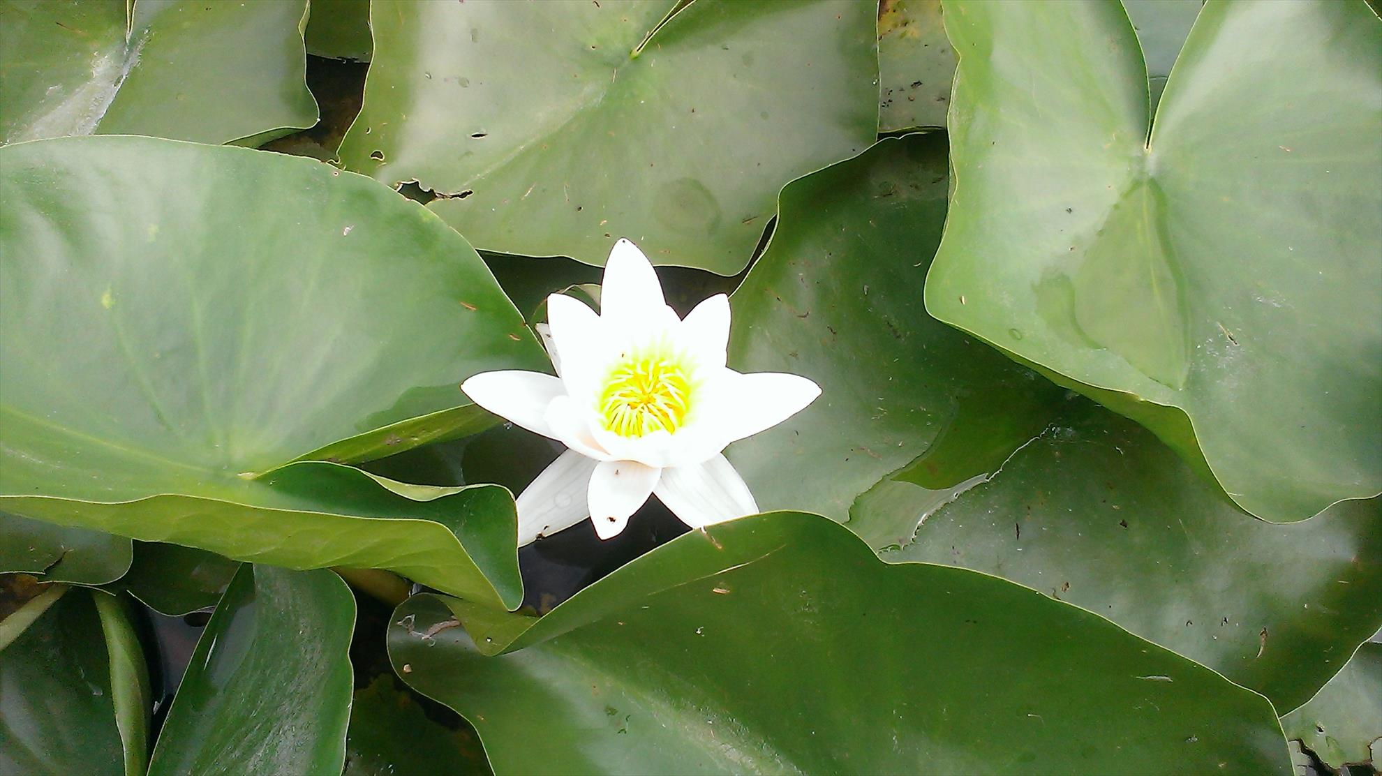 delta dunării 2013 - imag0257.jpg